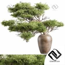 Букеты Green Branch 04