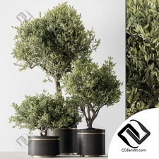 Комнатные растения 69