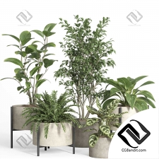 Комнатные растения set 321
