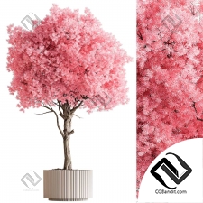 Комнатные растения Pink Tree