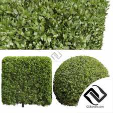 Кусты Ligustrum Kihoui Privet and Ficus Concinna Bonsai