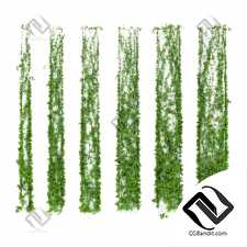 Уличные растения Street plants Column Leaves