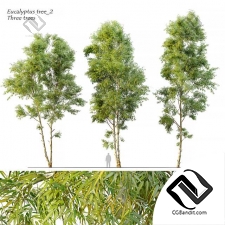 Деревья Eucalyptus