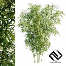 Бамбуковый куст