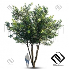 Деревья Barringtonia Acutangula