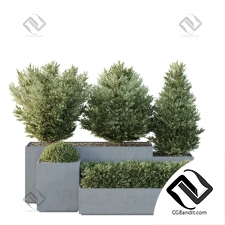 Уличные растения 255