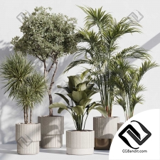 Комнатные растения set 57