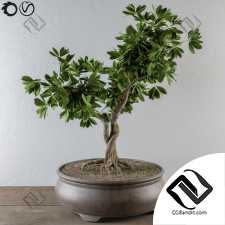 Комнатные растения Bonsai 85