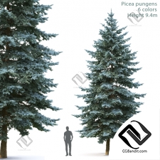 Деревья Trees spruce 09