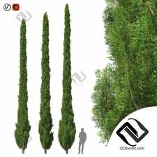 Деревья Trees Cupressus