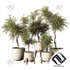 Комнатные растения 212