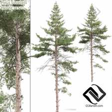 Деревья Trees Scots pine 14