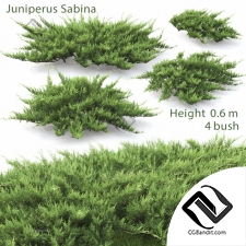 Кусты Bushes Juniperus Sabina