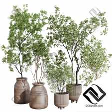 Комнатные растения collection 5