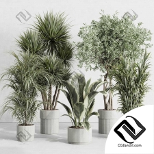 Комнатные растения set 52