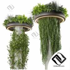 Комнатные растения set 44