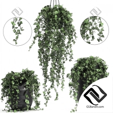 Комнатные растения hanging ivy