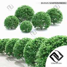 Кусты Buxus