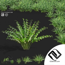 Кусты купена