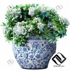 Комнатные растения белых цветов