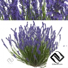 Уличные растения Lavender