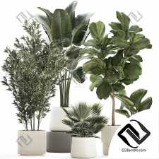 Комнатные растения набор