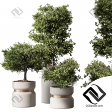 Комнатные растения set 905