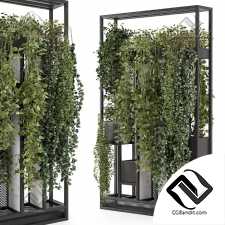 Комнатные растения 647