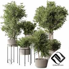 Комнатные растения 752