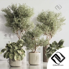 Комнатные растения set 66