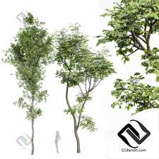 Деревья leave trees