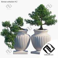 Уличные растения Street plants Bonsai collection