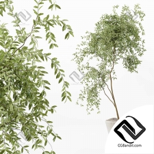 Комнатные растения 80