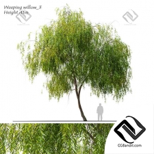 Деревья Weeping Willow