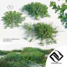 Кусты Vaccinium uliginosum