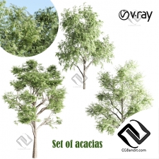Деревья Trees set of acacias