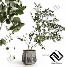Комнатные растения Eucalyptus tree