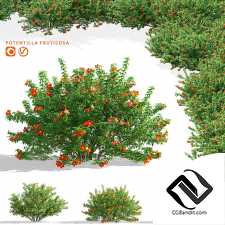 Кусты лапчатка красная