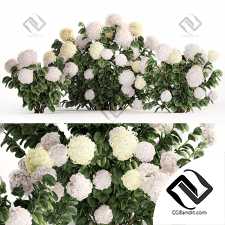 Кусты гортензии 02