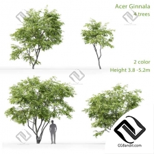 Деревья Acer Ginnala