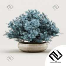 Уличные растения Street plants Juniper blue