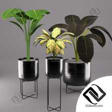 Растения комнатные Indoor Plants