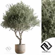 Комнатные растения 441