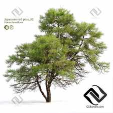 Деревья Japanese red pine