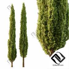 Деревья Italian Cypress 07
