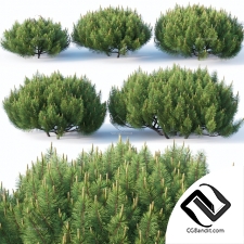 Кусты Bushes Pinus Mugo 4
