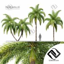 Деревья Foxtail Palm