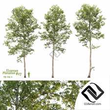 Деревья Platanus 04