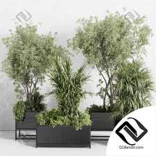 Комнатные растения set 38