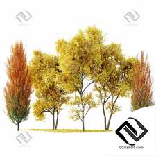 Деревья Maple Sapindaceae, Acer Saccharinum